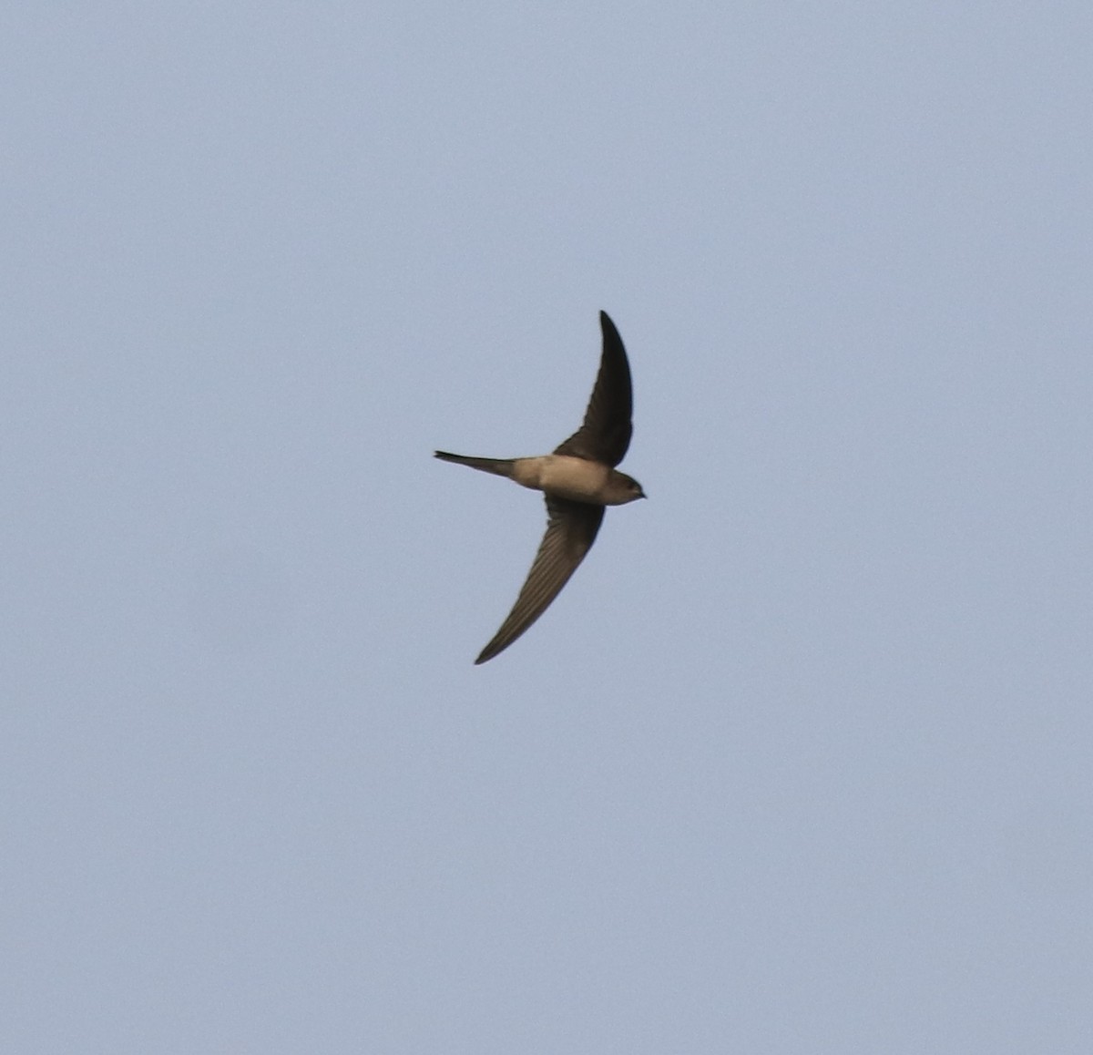 Asian Palm Swift - ML620596261