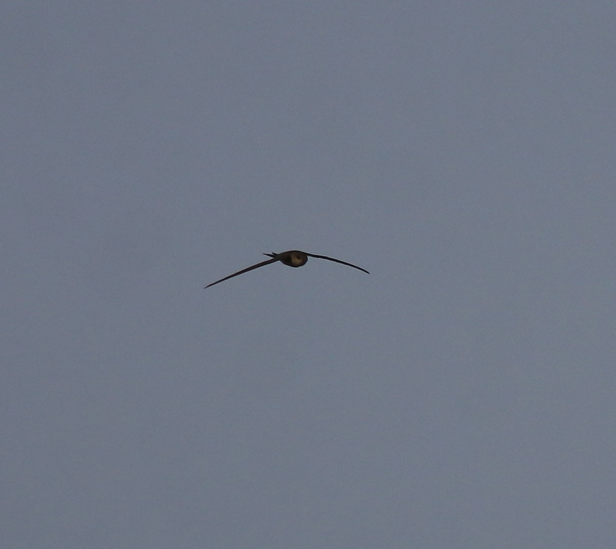 Asian Palm Swift - ML620596263