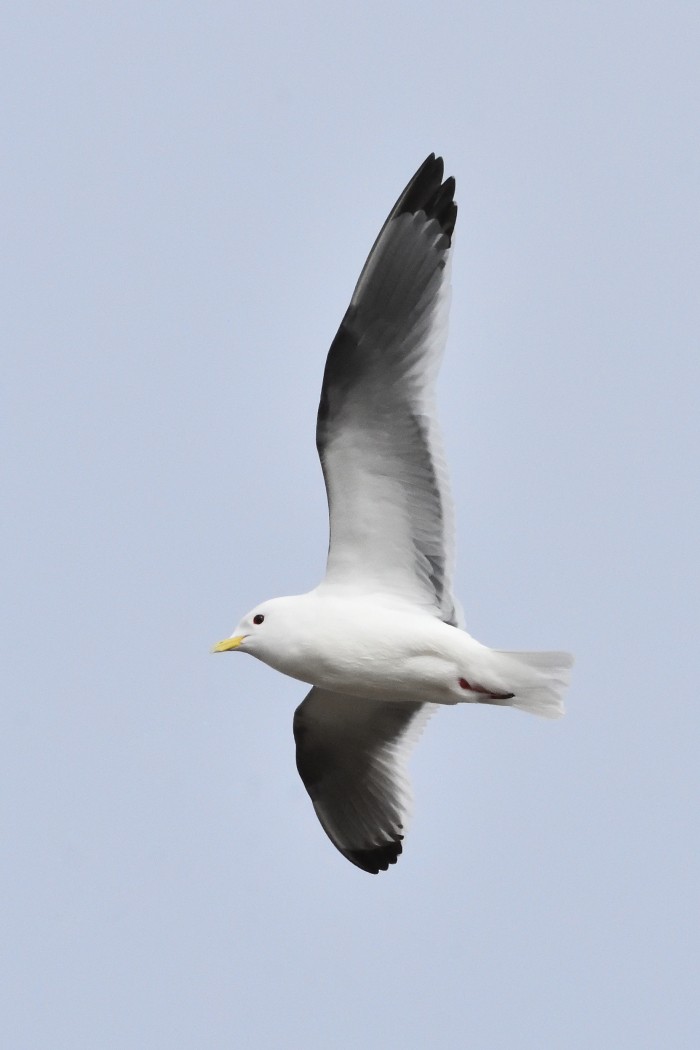 Red-legged Kittiwake - ML620596270