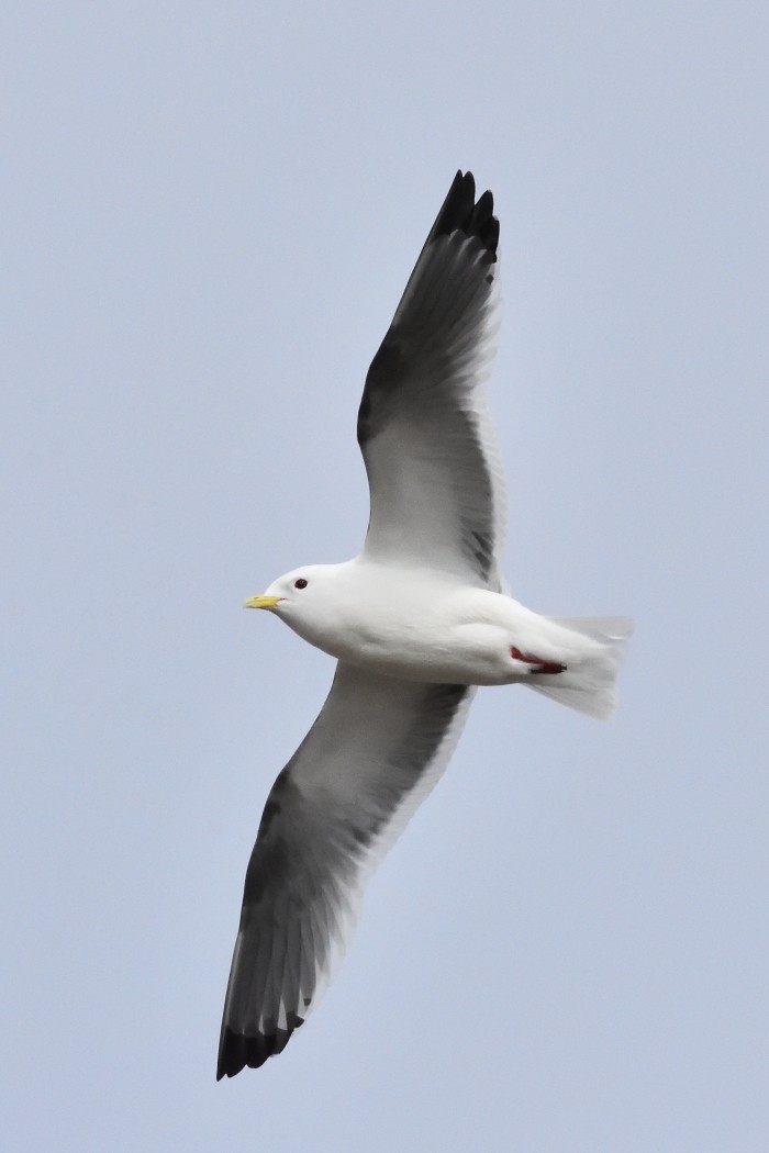 Red-legged Kittiwake - ML620596274