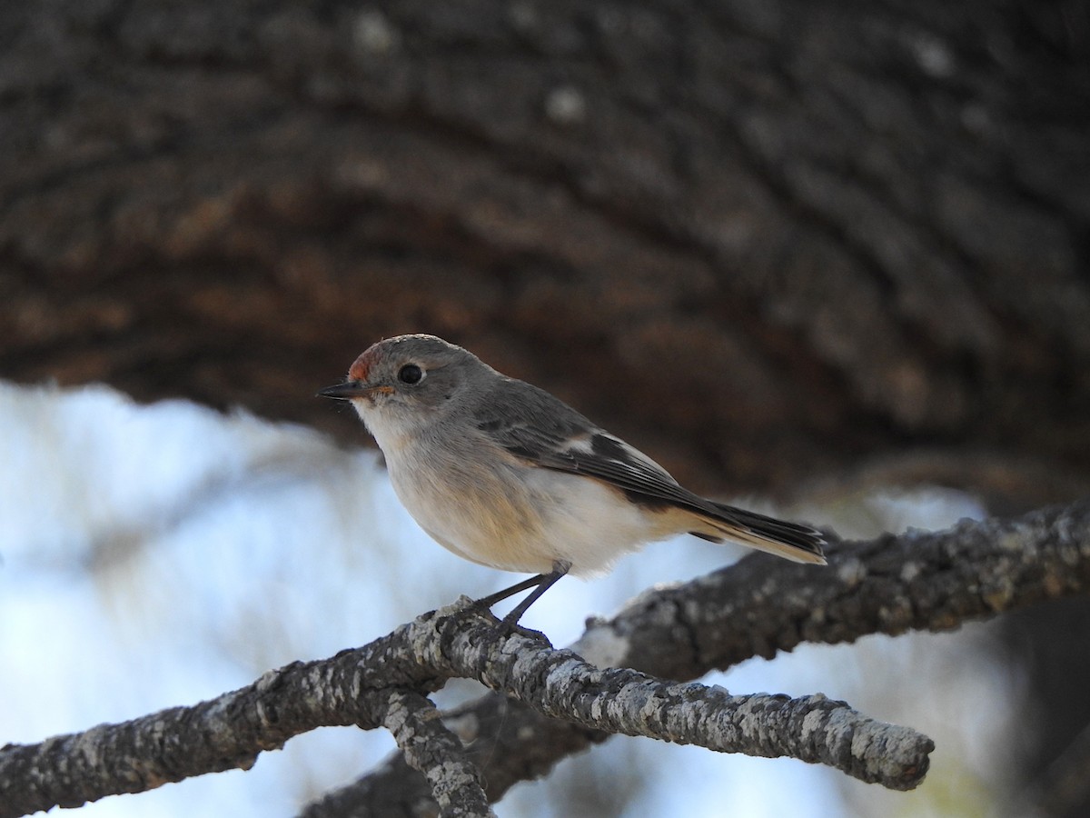 Red-capped Robin - ML620596280