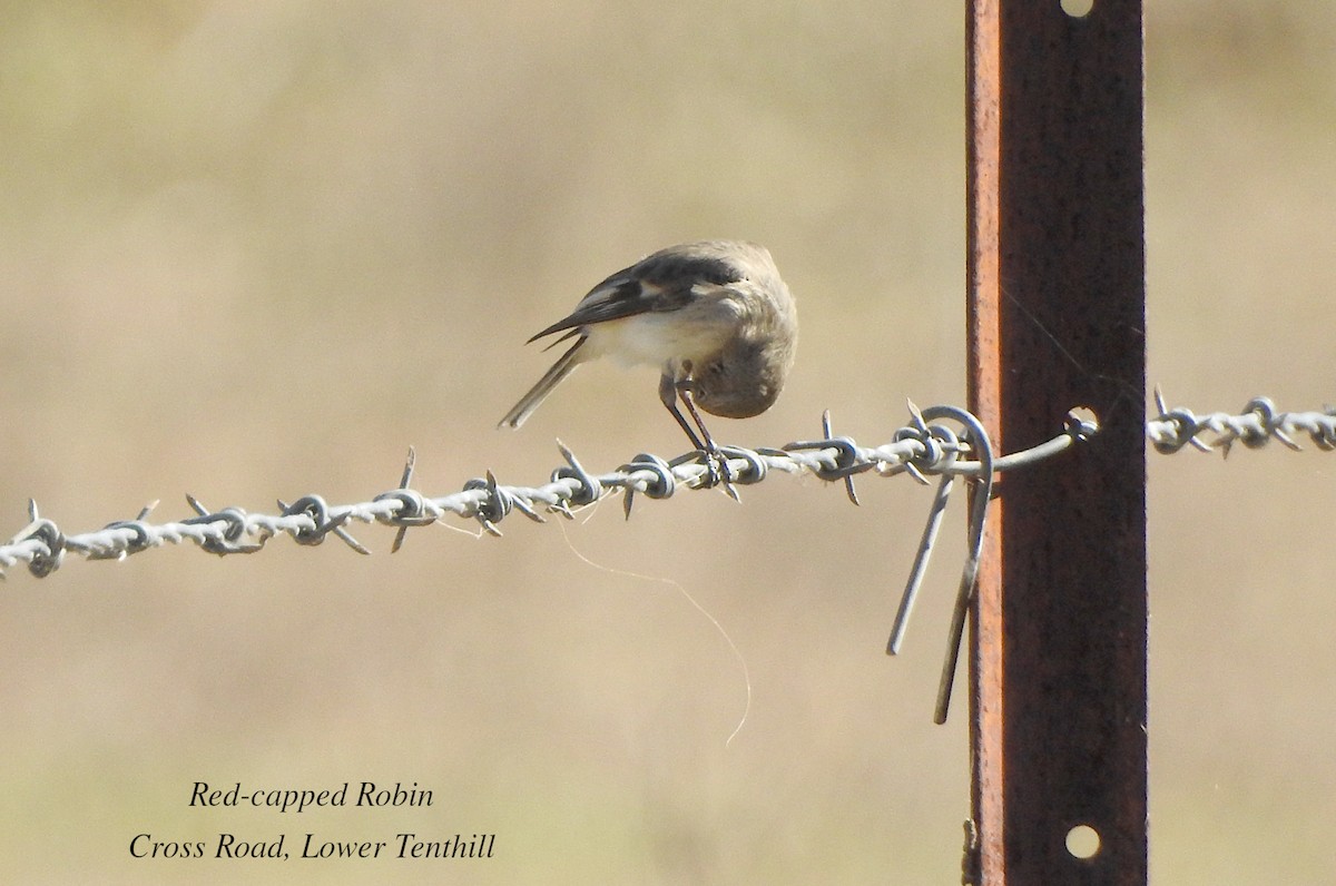 Red-capped Robin - ML620596281