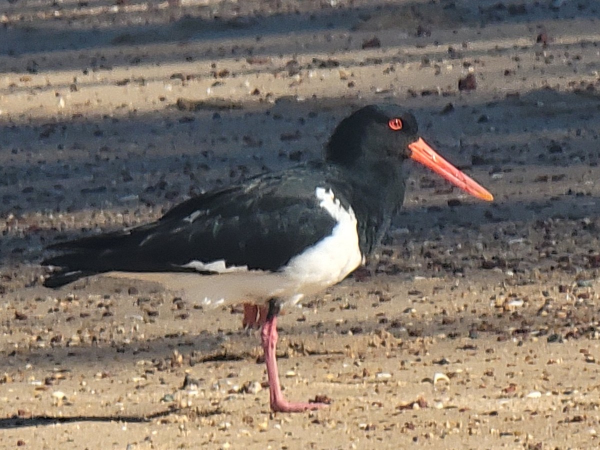 Pied Oystercatcher - ML620596283