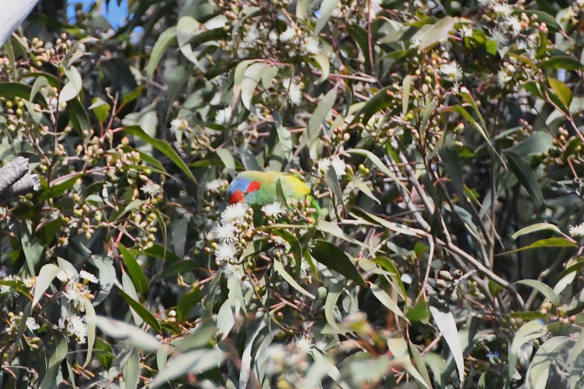 Musk Lorikeet - Michael Louey