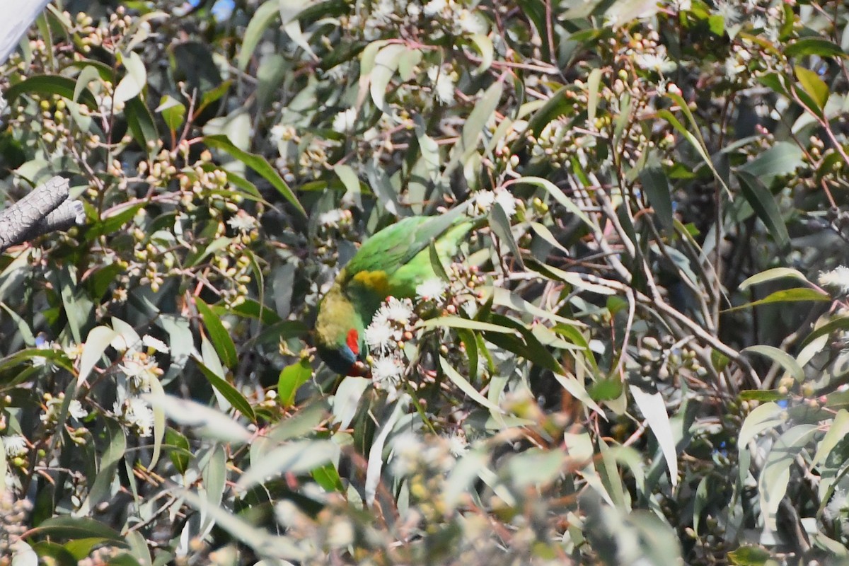 Musk Lorikeet - ML620596286