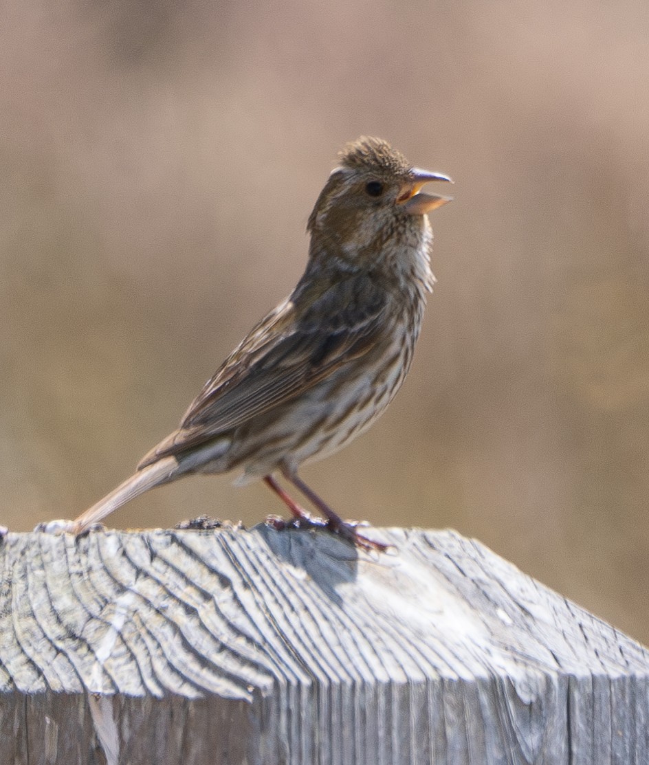 Purple Finch - ML620596289