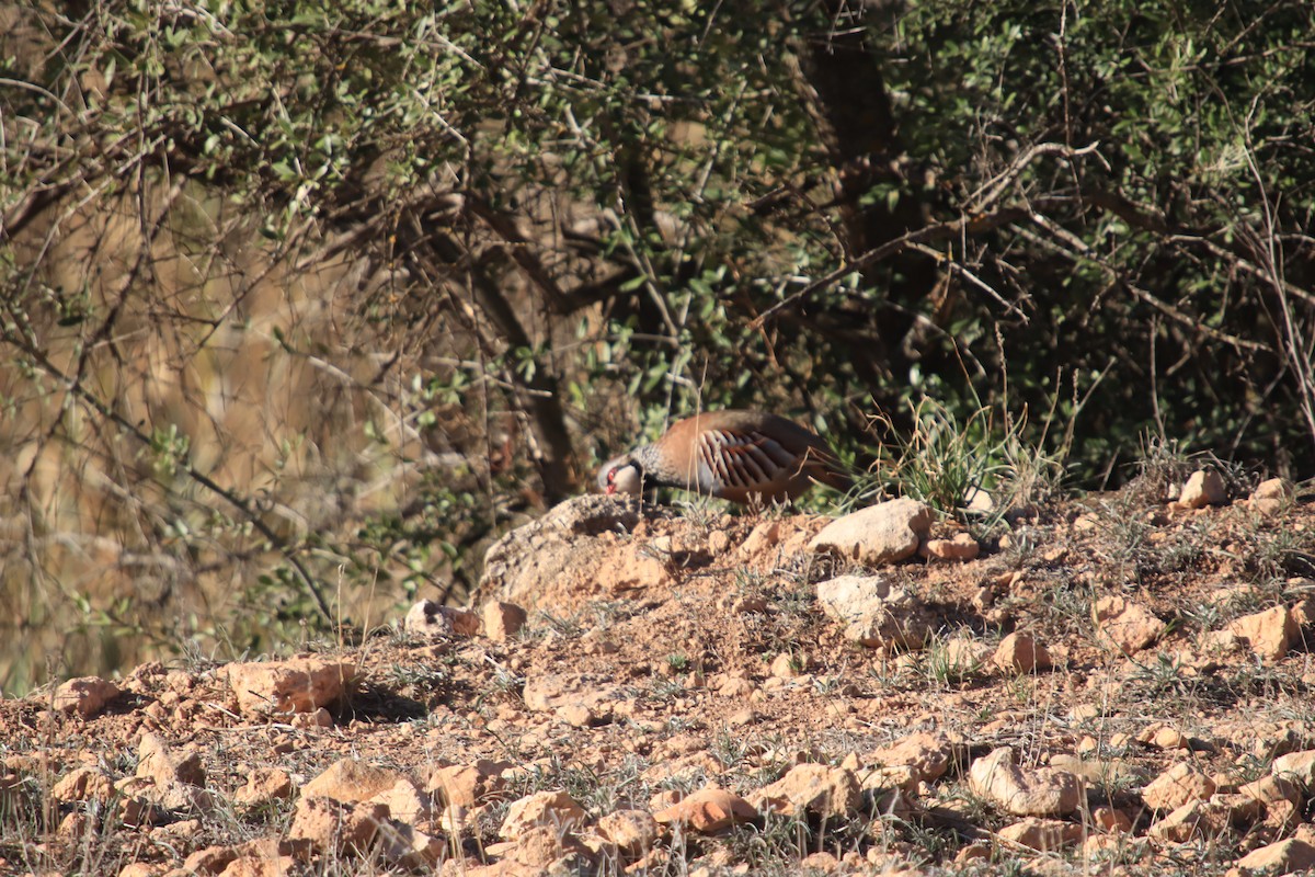 Red-legged Partridge - ML620596292