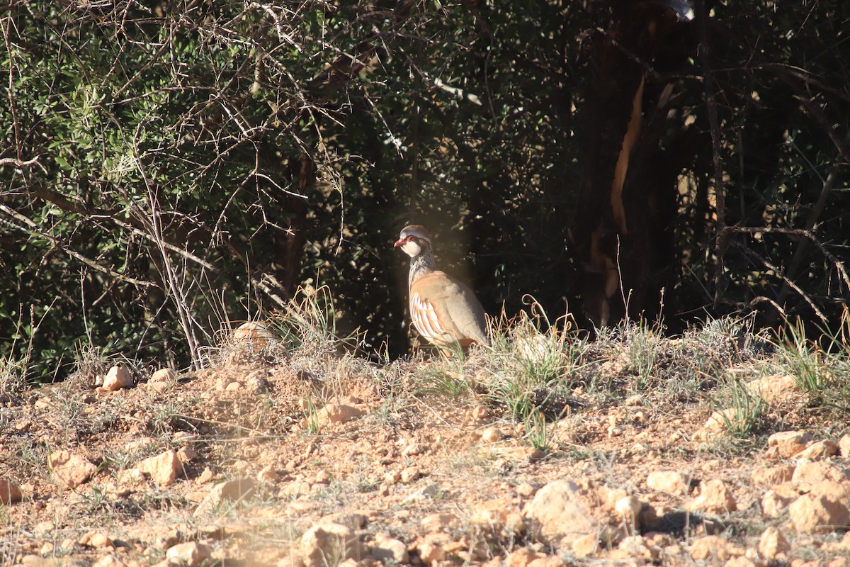 Red-legged Partridge - ML620596293