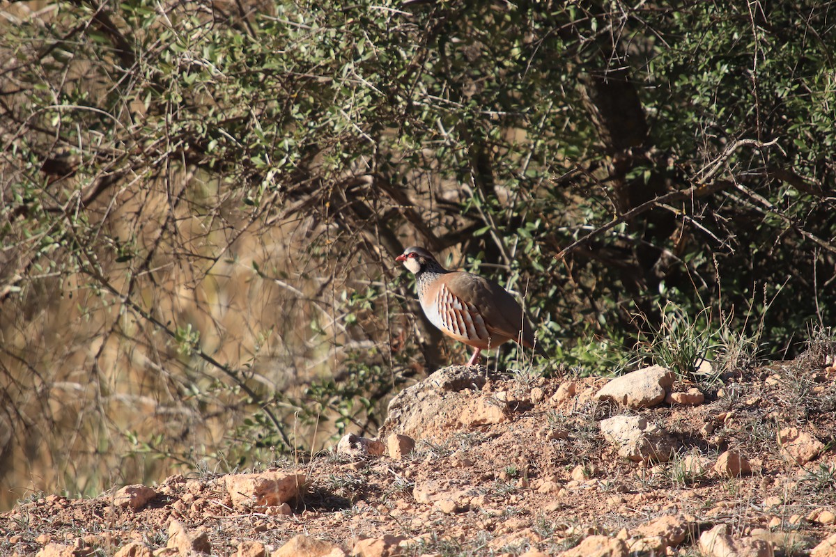 Red-legged Partridge - JESÚS ÁNGEL CARMONA HIDALGO