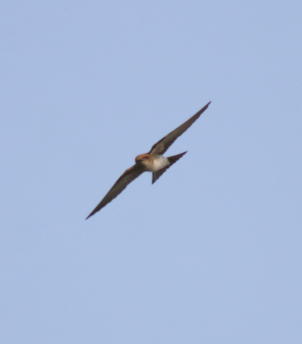 Streak-throated Swallow - ML620596299