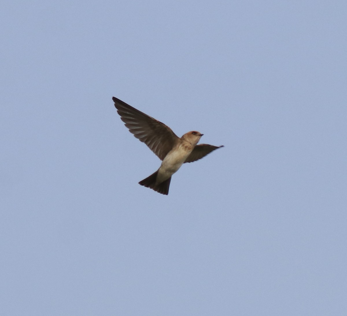 Streak-throated Swallow - ML620596300