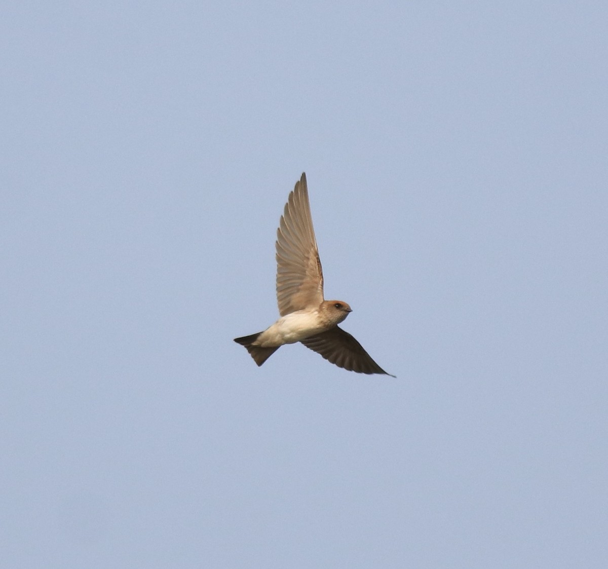 Streak-throated Swallow - ML620596301