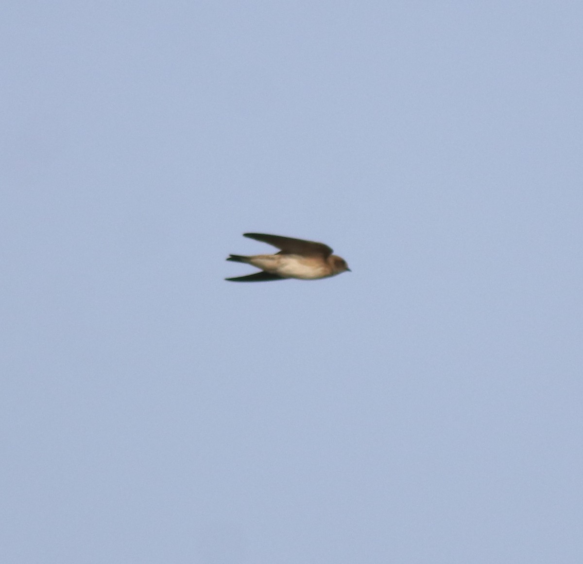 Streak-throated Swallow - ML620596302