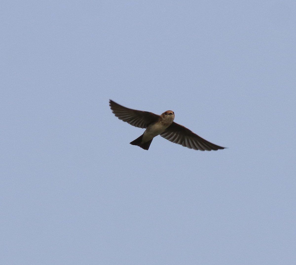 Streak-throated Swallow - Afsar Nayakkan