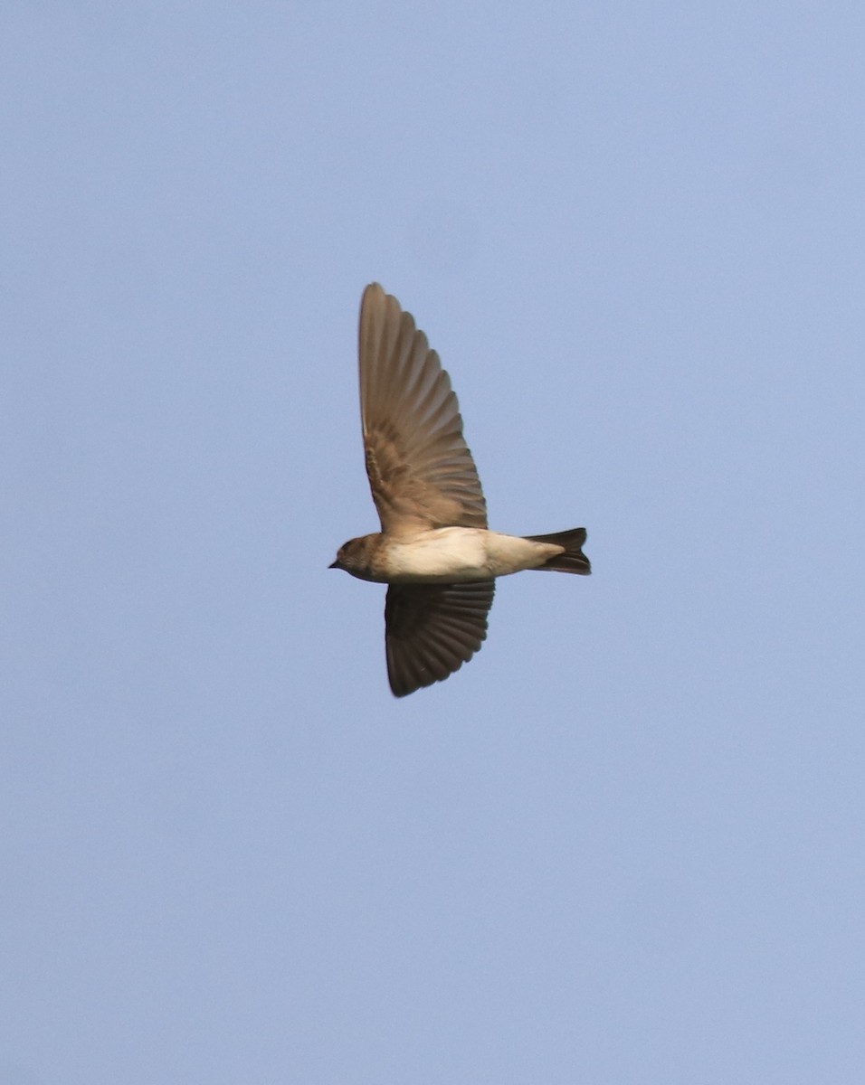 Streak-throated Swallow - ML620596304