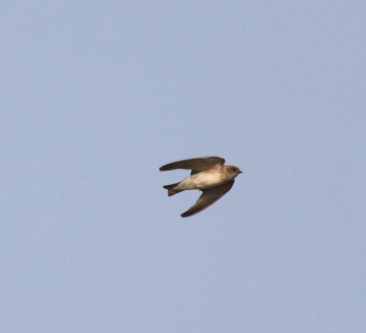 Streak-throated Swallow - ML620596305