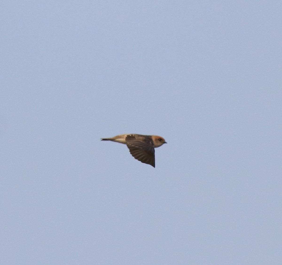 Streak-throated Swallow - ML620596306