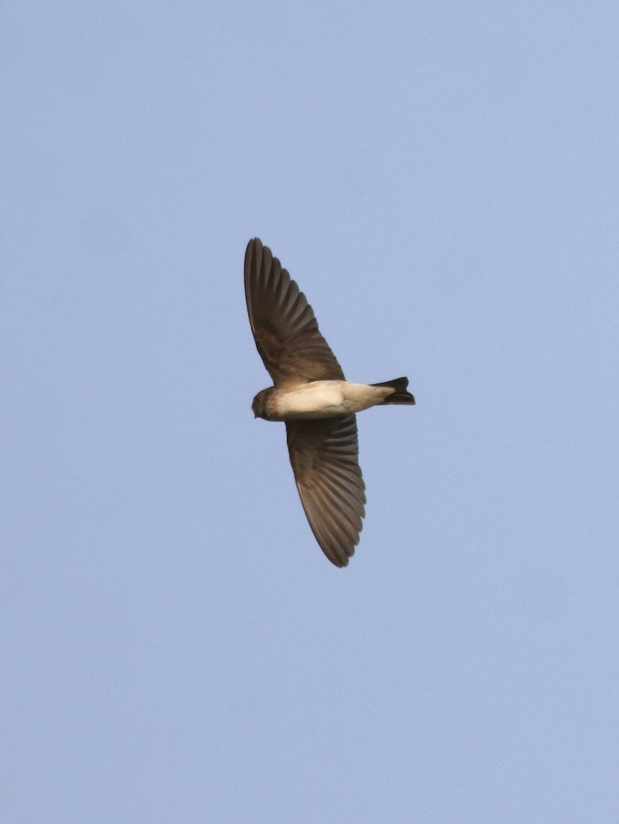 Streak-throated Swallow - ML620596307