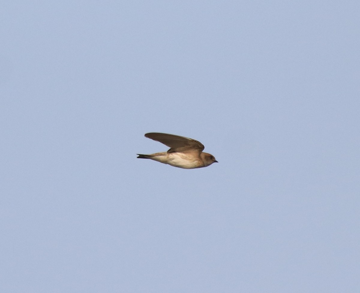 Streak-throated Swallow - ML620596308