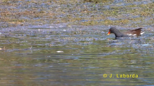 Eurasian Moorhen - ML620596310