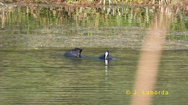 Eurasian Coot - ML620596312