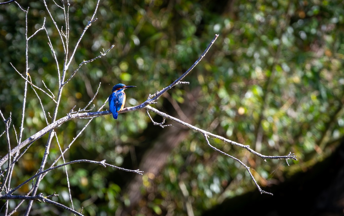 Common Kingfisher - ML620596314