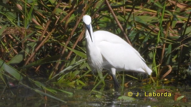 小白鷺 - ML620596315