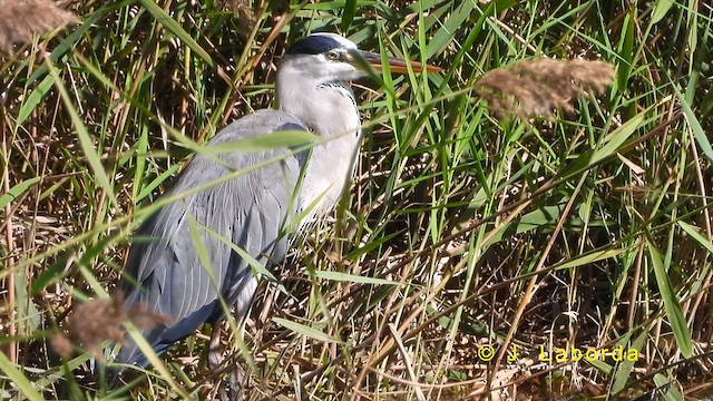 Gray Heron - ML620596317