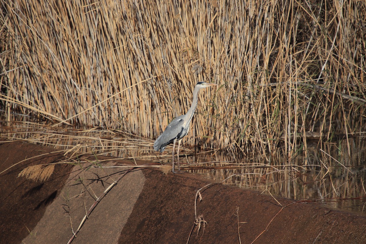 Gray Heron - ML620596320