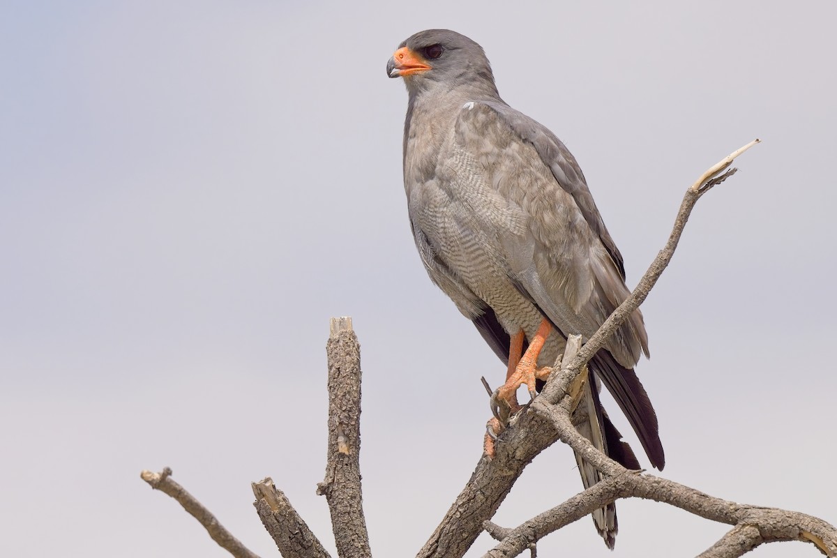 Pale Chanting-Goshawk - ML620596322