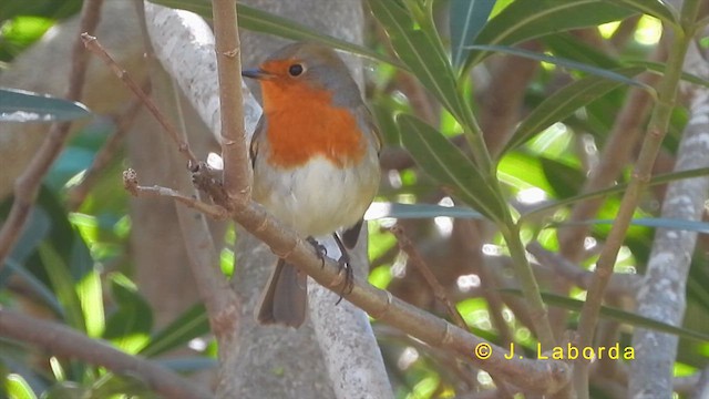 European Robin - ML620596323