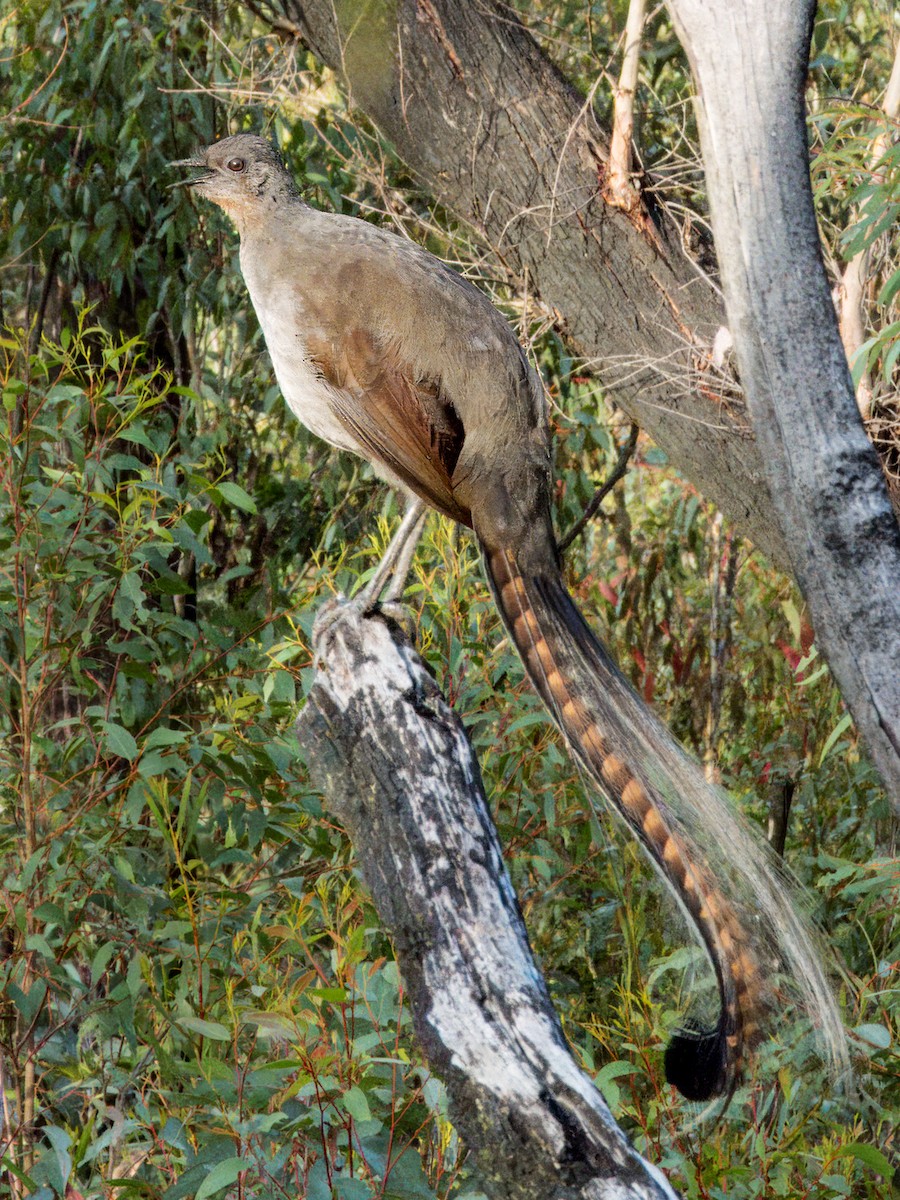 Superb Lyrebird - ML620596324