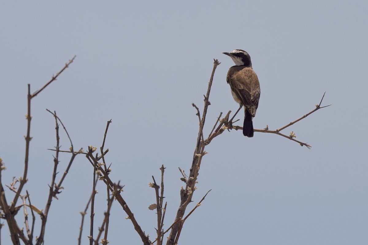 Capped Wheatear - ML620596326