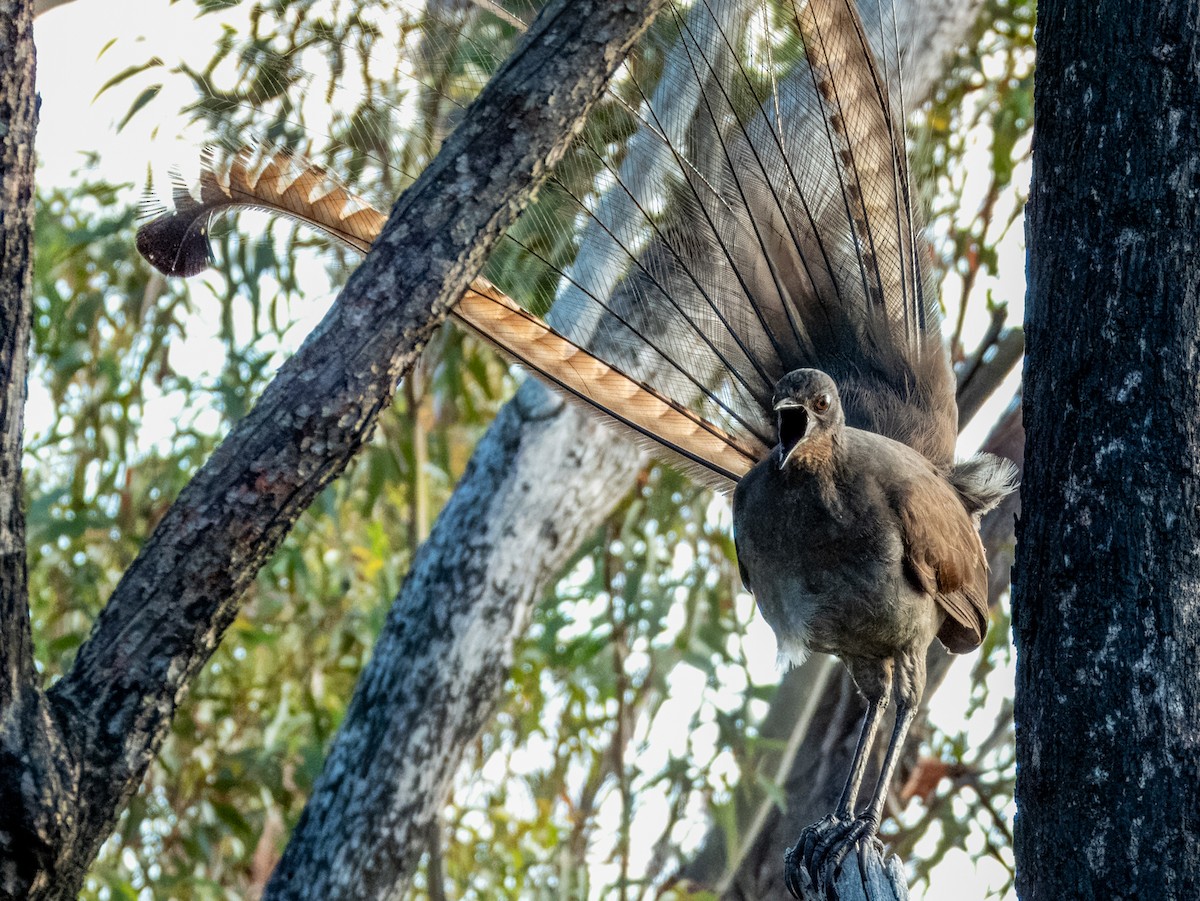 Superb Lyrebird - ML620596329