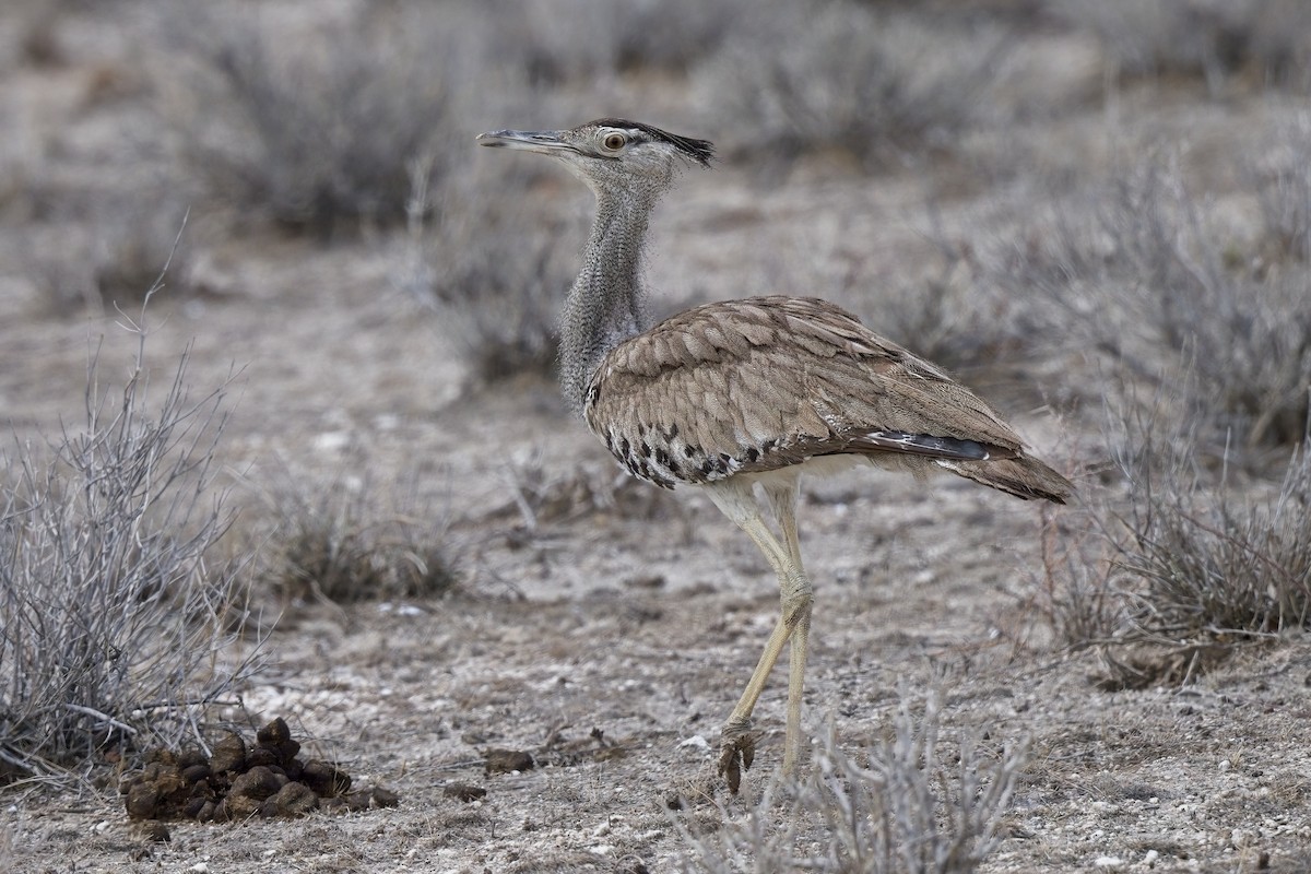 Kori Bustard - ML620596330