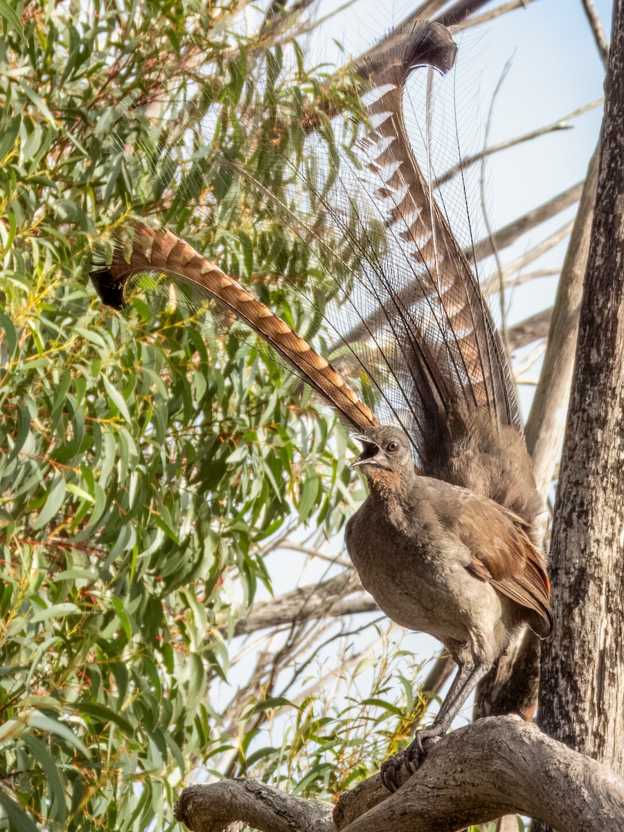 Superb Lyrebird - ML620596331