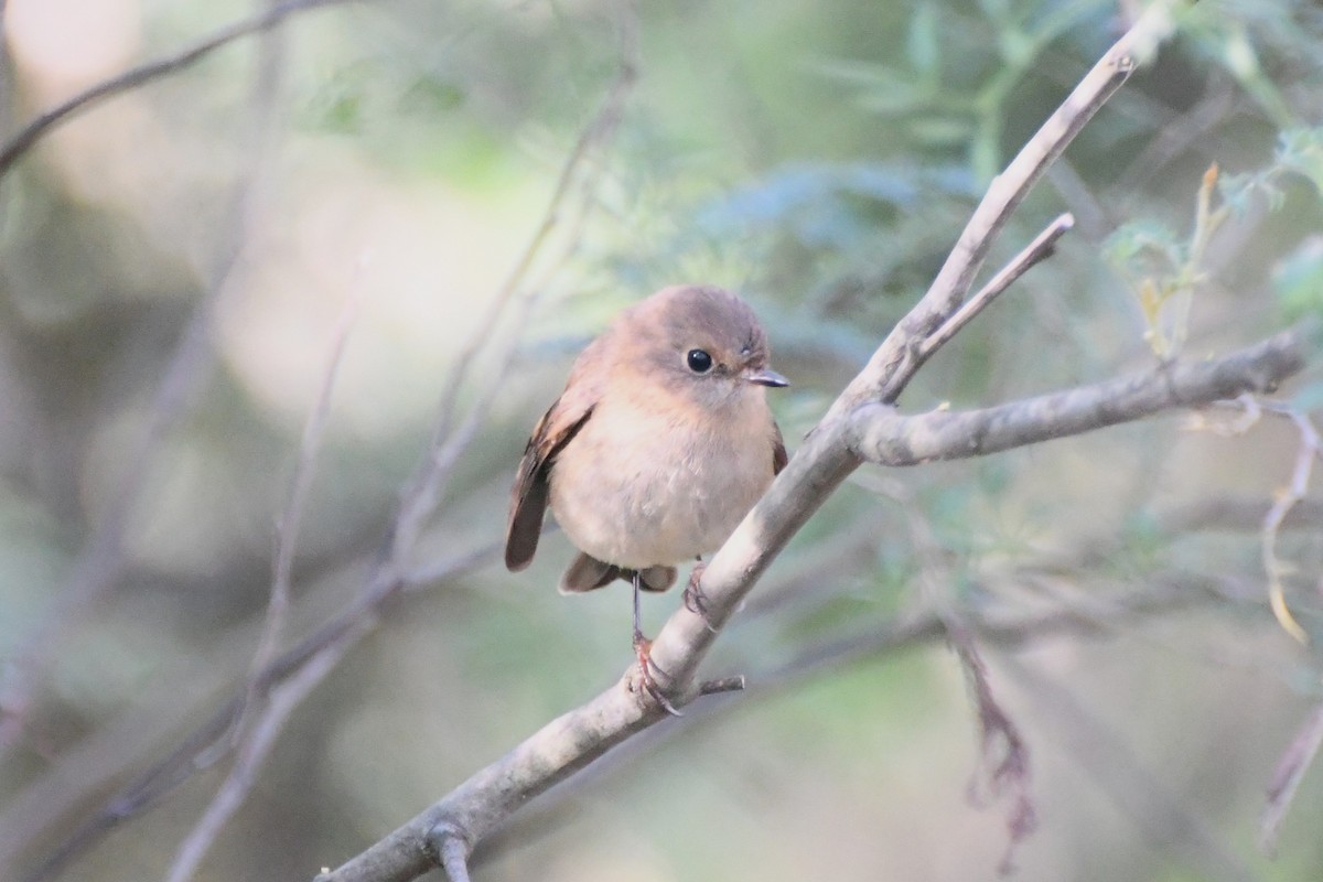 Pink Robin - ML620596334