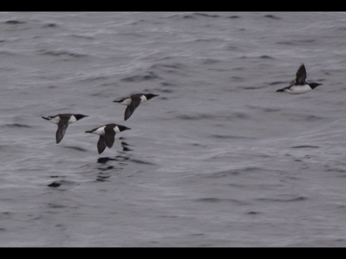 Thick-billed Murre - Anonymous