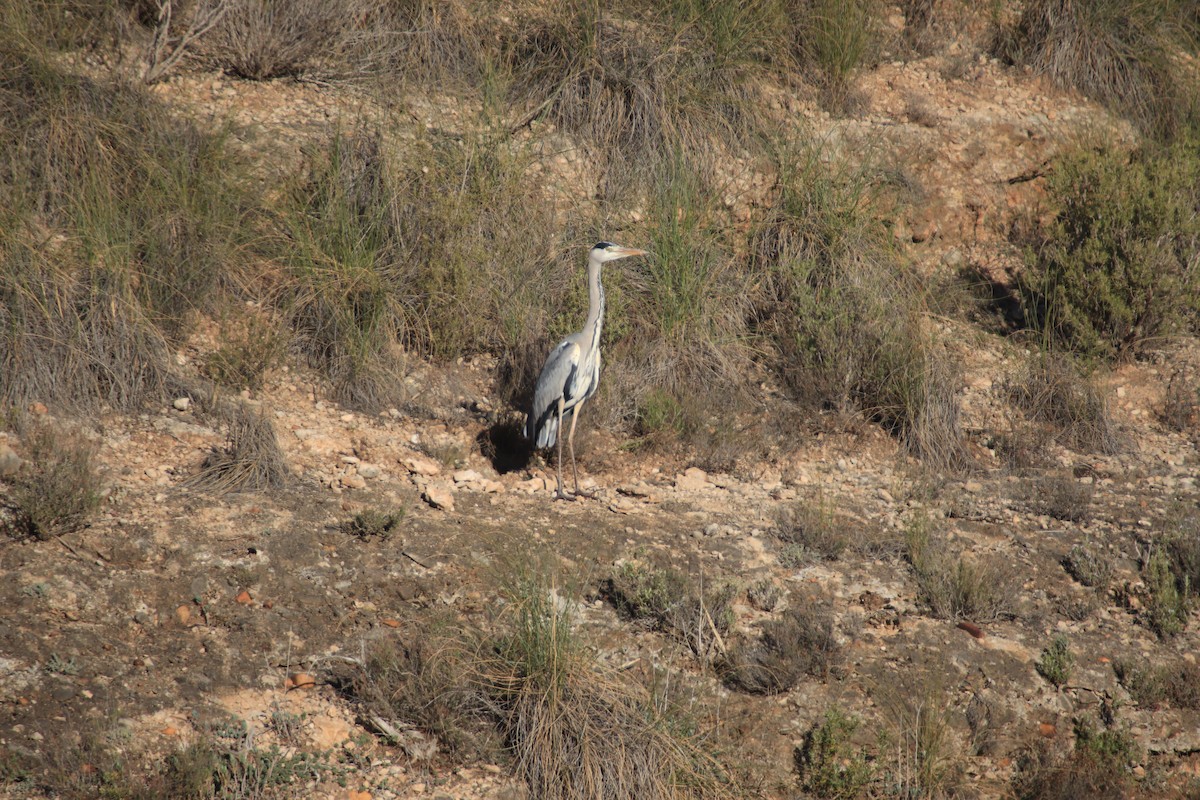 Gray Heron - ML620596339