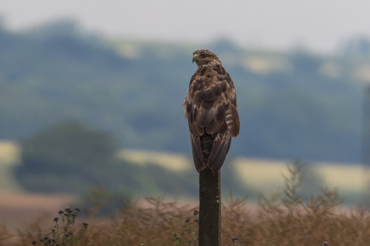 Common Buzzard - ML620596343