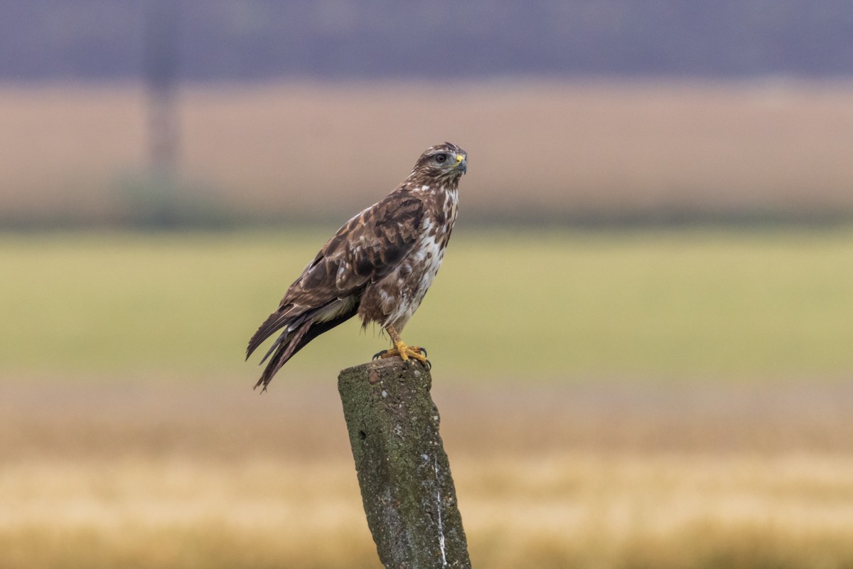 Common Buzzard - ML620596344