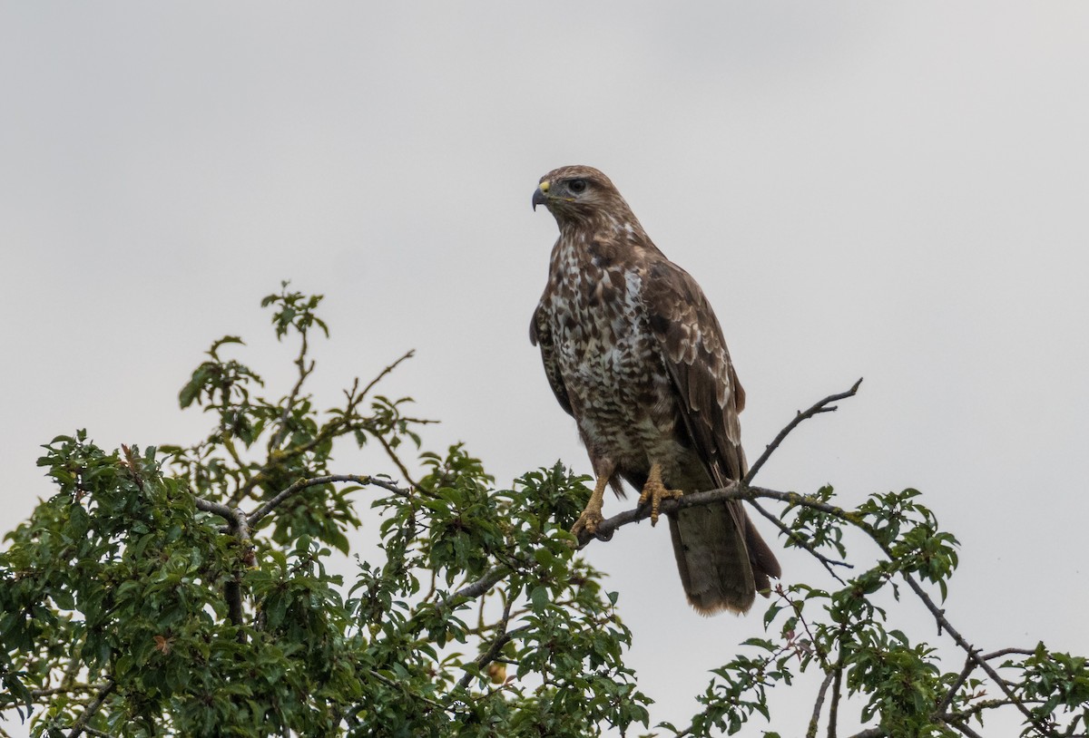 Common Buzzard - ML620596345