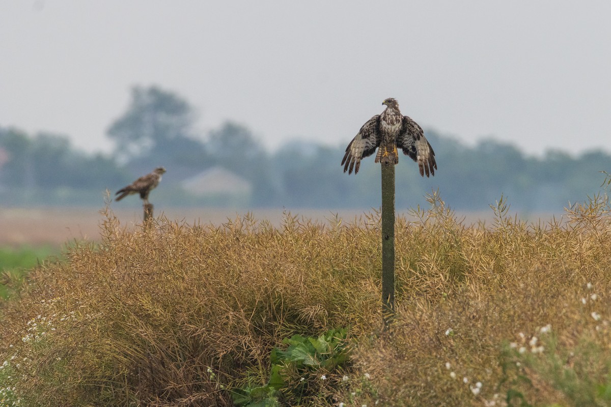 Common Buzzard - ML620596346