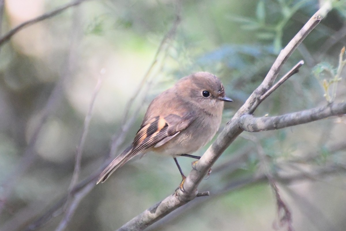 Pink Robin - ML620596347