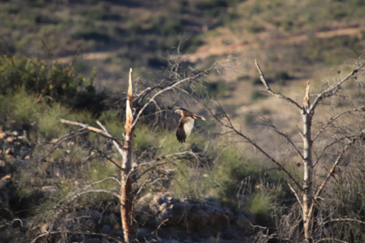 Western Marsh Harrier - JESÚS ÁNGEL CARMONA HIDALGO