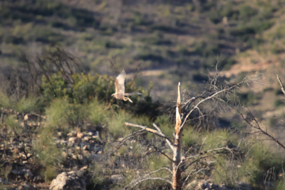 Western Marsh Harrier - ML620596360