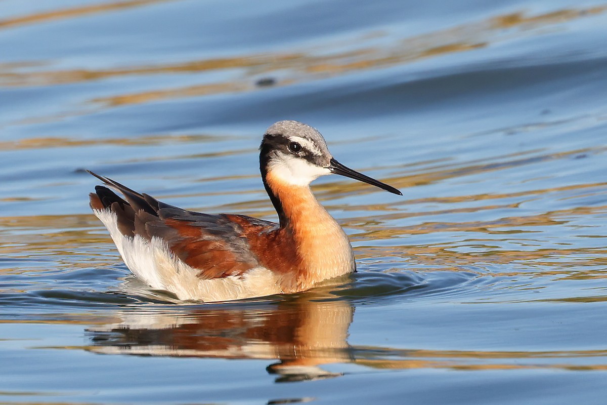 Wilson's Phalarope - Garrett Lau