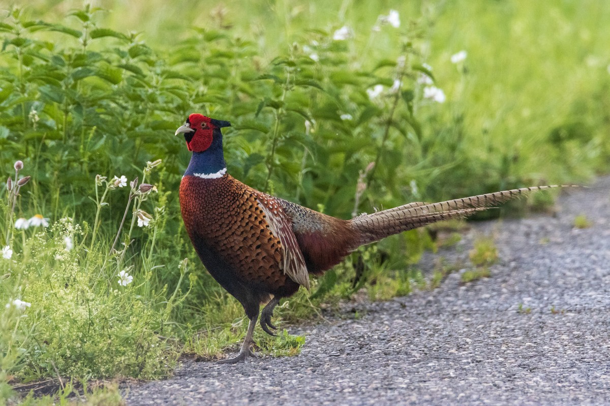 Ring-necked Pheasant - Michal Bagala