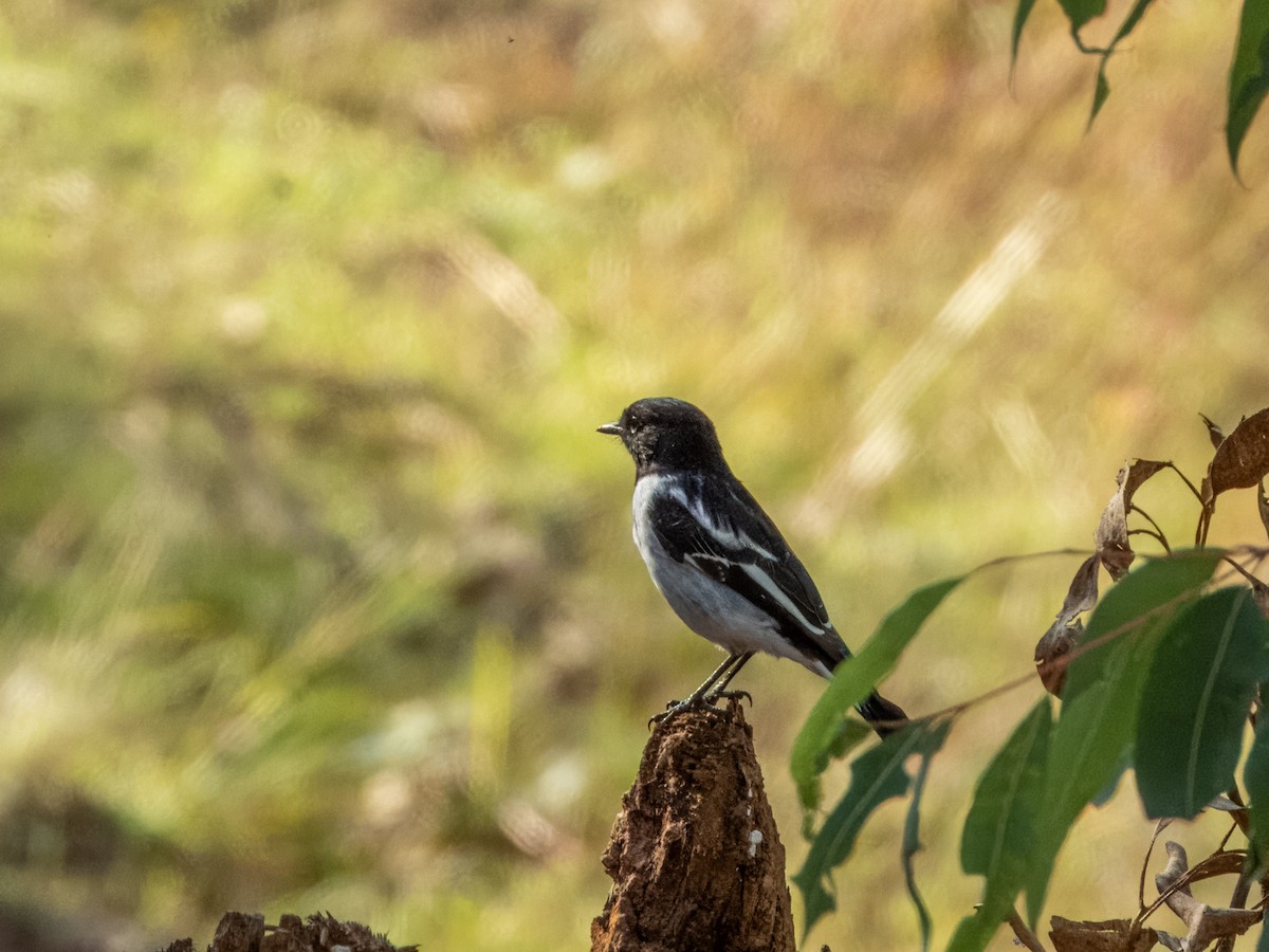 Petroica Encapuchada - ML620596377