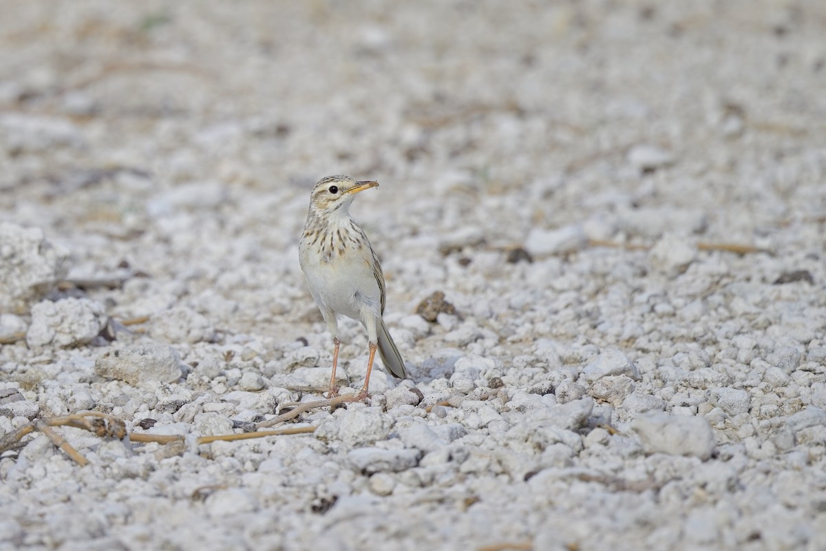 African Pipit - ML620596382